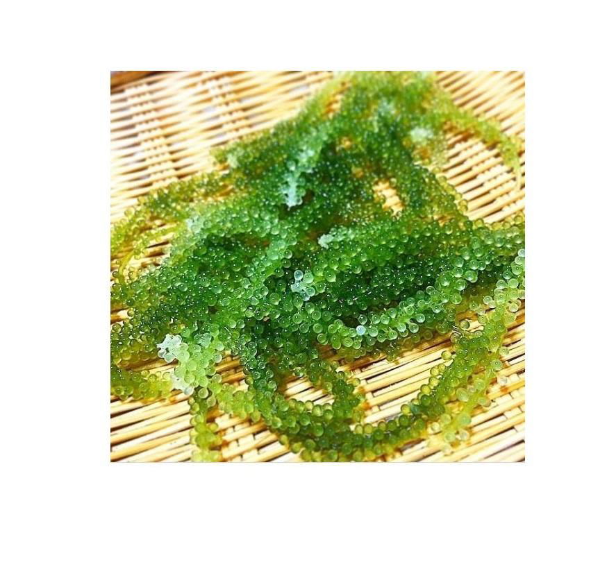 High quality caulerpa lentillifera/ sea grapes/ green caviar from Viet Nam 2