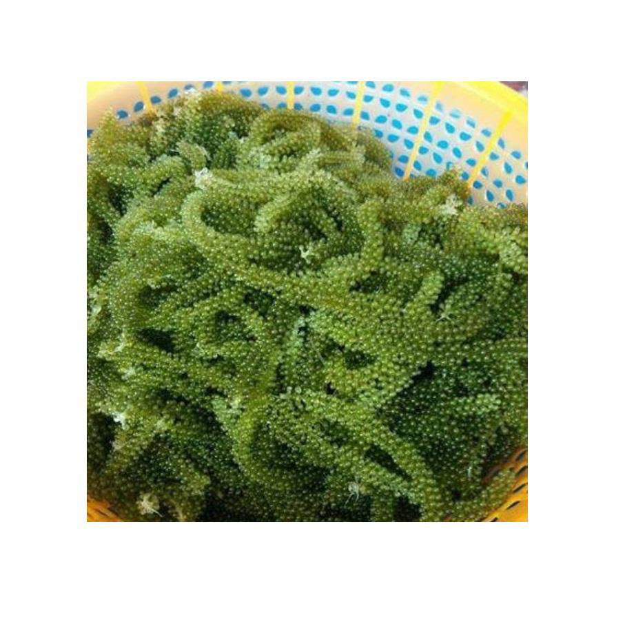 High quality caulerpa lentillifera/ sea grapes/ green caviar from Viet Nam 3