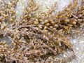 Delicious Nutritional Dried Sargassum