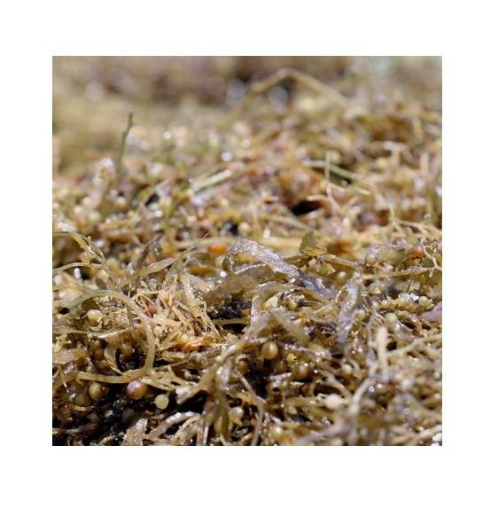 Delicious Nutritional Dried Sargassum Seaweed With Best Price 2