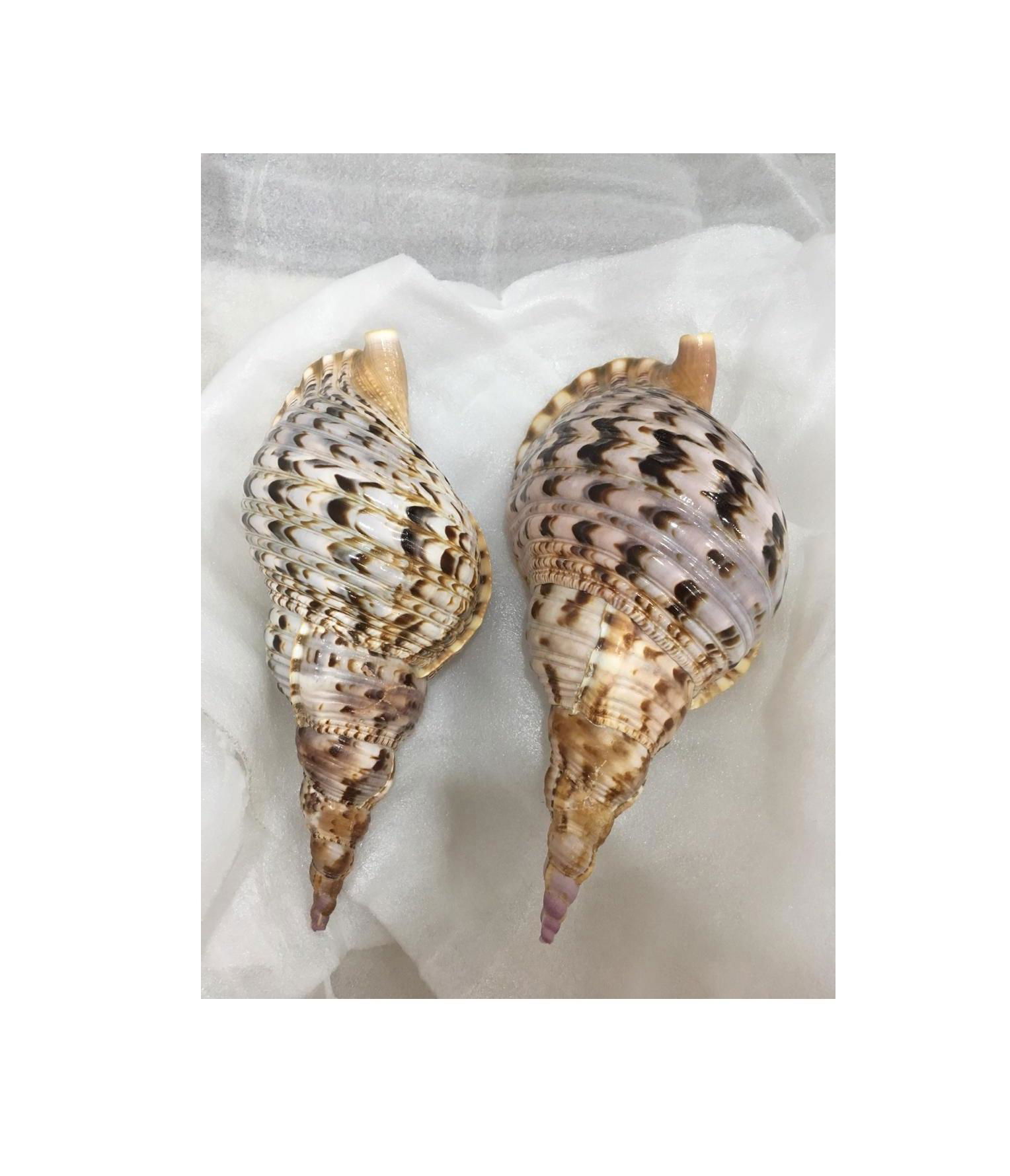 Cheapest Price Trumpet Triton Queen Seashells Conch Shell