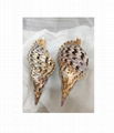 Cheapest Price Trumpet Triton Queen Seashells Conch Shell 1