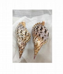 Cheapest Price Trumpet Triton Queen Seashells Conch Shell