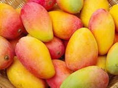 Sindhri Mangoes