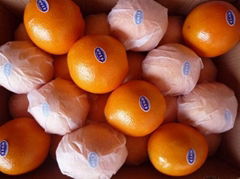 Valencia Oranges