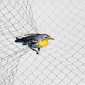 Agricultural Agri Anti Bird Net Crop