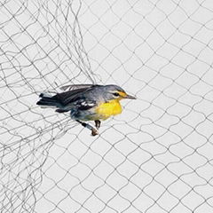 Agricultural Agri Anti Bird Net Crop Protection net