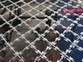 Welded Razor Mesh Fence 2