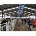 Modern cow shed structure prefabricated