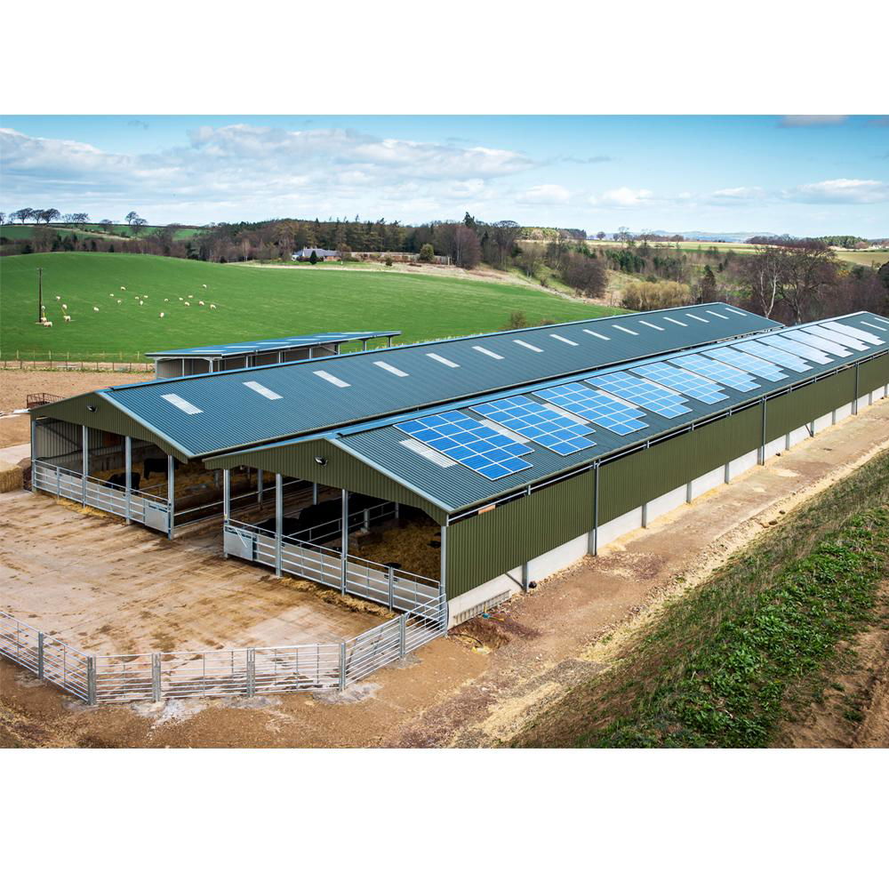 Modern cow shed structure prefabricated cattle farm building 4