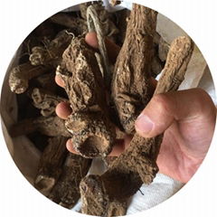 hot sale wild saussurea lappa costus whole root kyst muxiang Indian costus