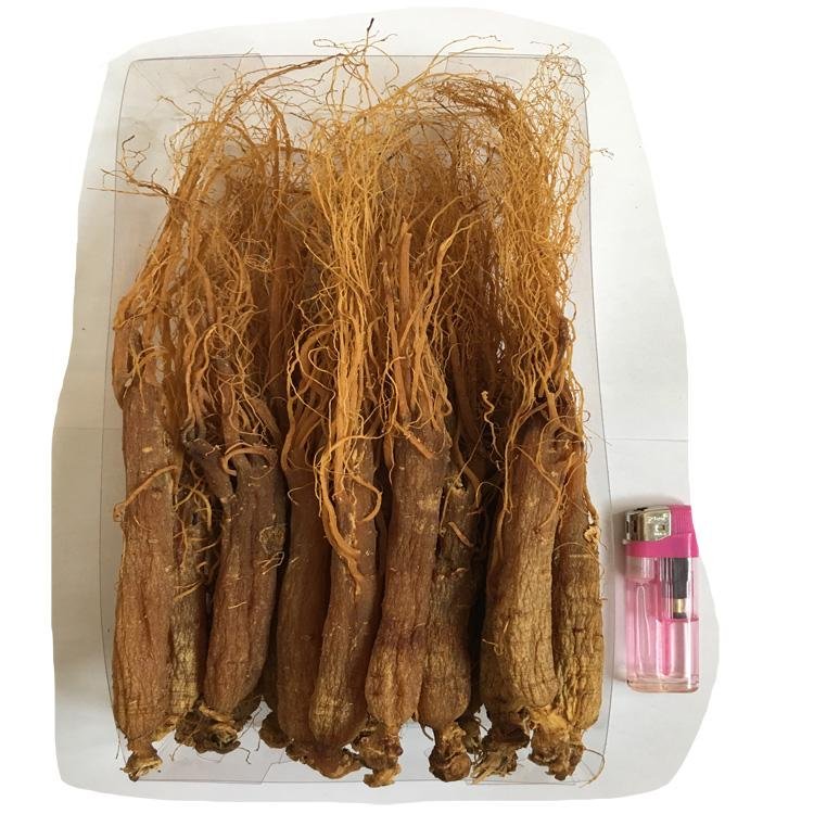 chinese changbaishan dried herbs  Panax red ginseng root