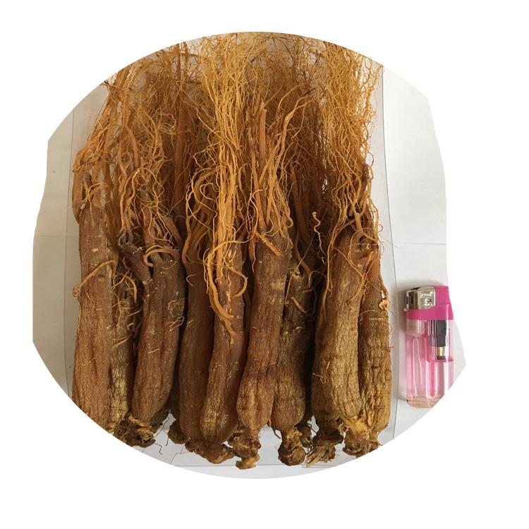 chinese changbaishan dried herbs  Panax red ginseng root 3