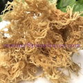 Natural sea moss _premium grade_no salt  1