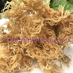 Natural sea moss _premium grade_no salt 