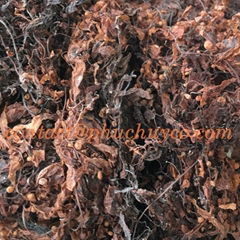 Raw argassum seaweed for seaweed