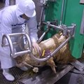 Cattle Slaughter Equipment Ritual Rotary Slaughtering Box For Cattle Abattoir 4