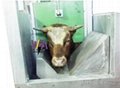 Cattle Abattoir Equipment  Stunning Box  For Cow Slaughtering Line 5