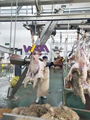 Sheep Slaughter Machine Dehiding Machine Of Meat Processing Line 