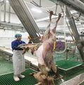 Sheep Slaughter Machine Dehiding Machine Of Meat Processing Line  2