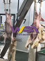 Sheep Slaughter Machine Dehiding Machine Of Meat Processing Line  3