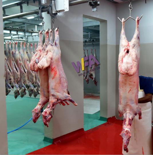 Goat Abattoir Carcass Washing Machine For Sheep Slaughtering Line
