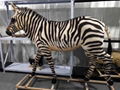 仿真動物模型影視動物道具仿生動物標本 2