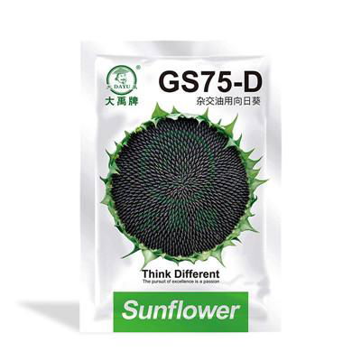 Newly bred three-line hybrid early maturity oil sunflower      Planting Sunflowe