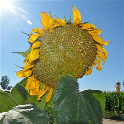 Newly bred three-line hybrid early maturity oil sunflower      Planting Sunflowe 2