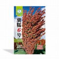 Hybrid brew type sorghum Ji Waxy No.6     high-yield crop           1