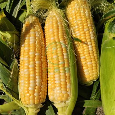 Yellow and white double color super sweet corn      Sweet Corn Seeds         3