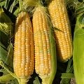 Yellow and white double color super sweet corn      Sweet Corn Seeds         3