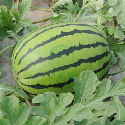 Medium mature large fruit watermelon      Seedless Watermelon      2