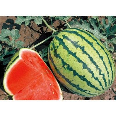 Medium mature large fruit watermelon      Seedless Watermelon      5