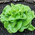 loose leaves cream lettuce     Loose