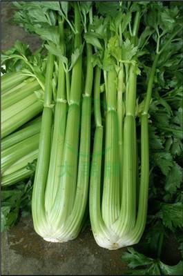 Boutique Ventura Celery Seeds      Celery Seeds Suppliers      Cheap Celery Seed 2
