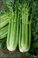 Boutique Ventura Celery Seeds      Celery Seeds Suppliers      Cheap Celery Seed 2