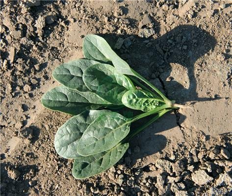 Fast growth high yield spinach        Chinese Spinach Seeds For Sale      2