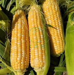 white and yellow sweet corn