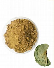 LOTUS LEAF EXTRACT