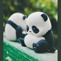 Panda Roll熊貓滾滾公