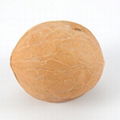 Top Grade Walnuts High Quality Walnut Kernels And Thin-skinny Walnut With Shell  2