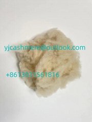 high quality white dehaired cashmere 16.5 micron