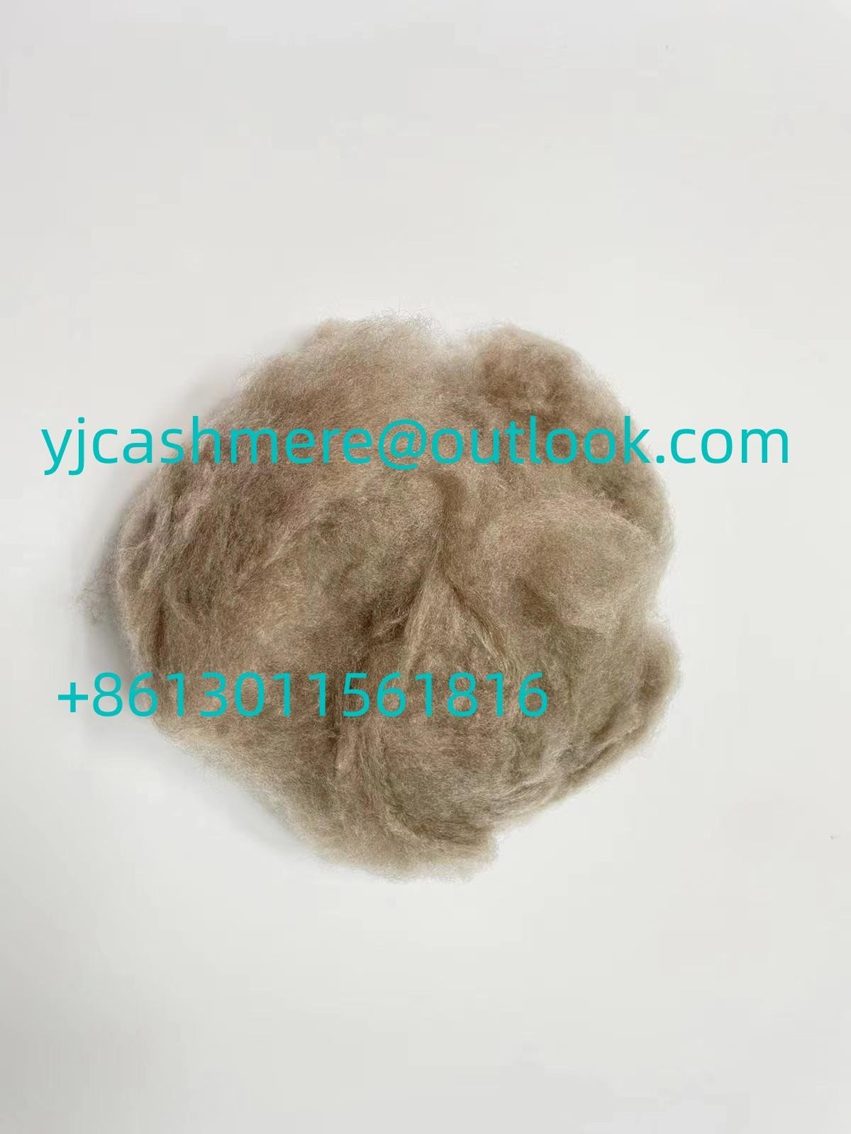high quality white dehaired cashmere 16.5 micron 2
