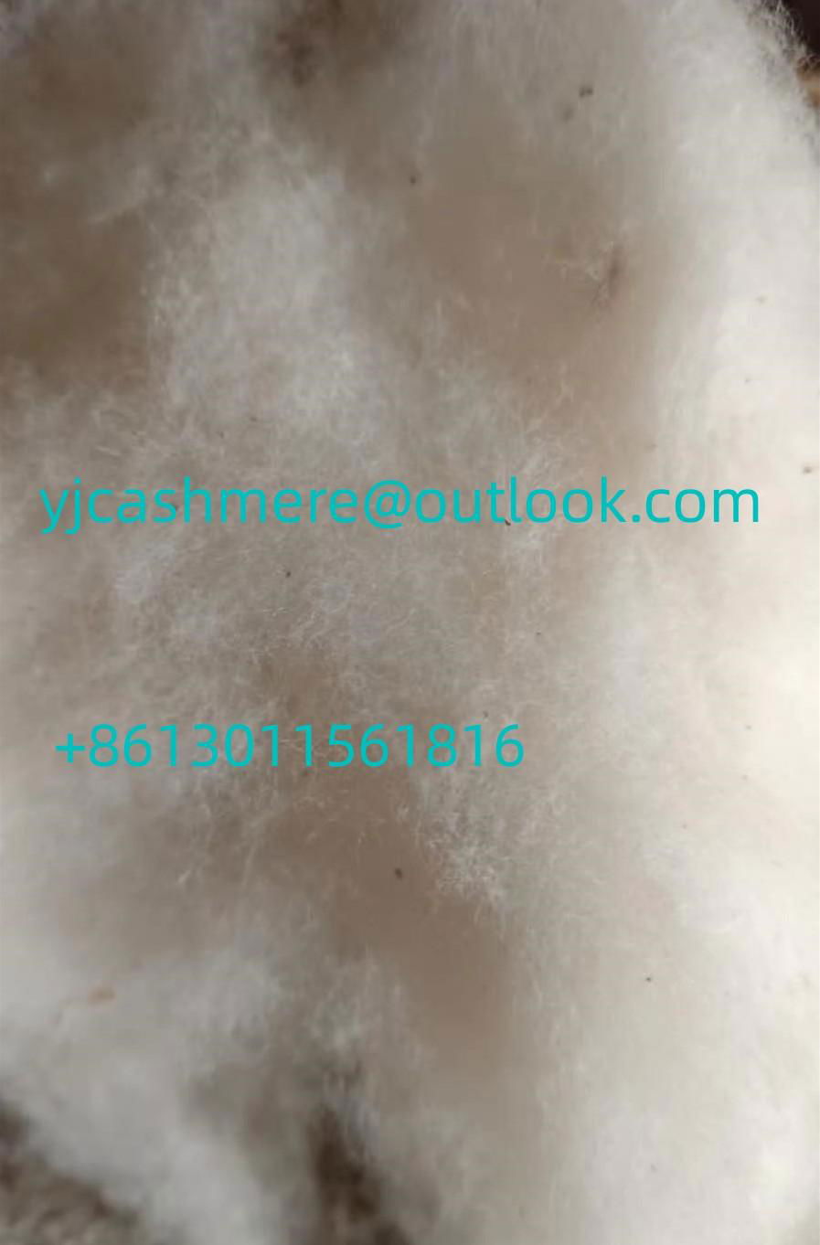 high quality white dehaired cashmere 16.5 micron 5