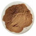 Pueraria lobata extract 1