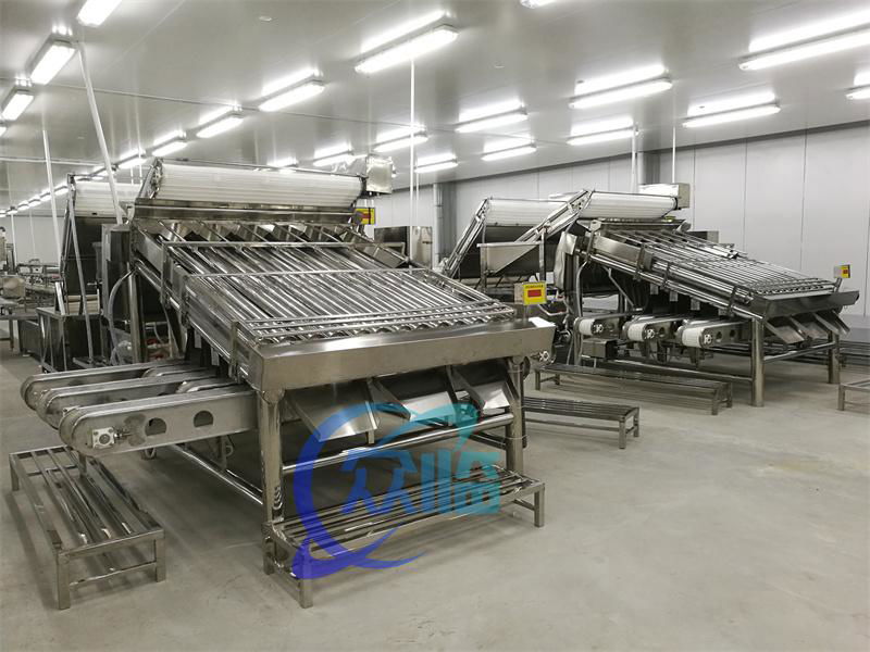 Shrimp Grading Machine with 12 Rollers     Shrimp Processing Line      3