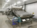 Shrimp Grading Machine with 12 Rollers     Shrimp Processing Line      4