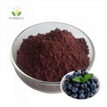 Bulk Natural Organic Freeze Dried Blueberry Powder