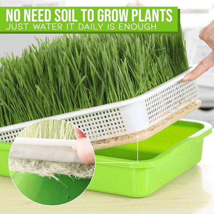 Sprout Growing Trays   Plastic Plant Trays Wholesale      3